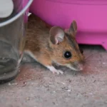 Topi in garage o in soffitta? Ecco l’odore naturale che li fa scappare subito