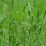 Pensi di piantare graminacee in giardino? Ecco quali scegliere per un effetto spettacolare