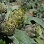 Quanti carciofi produce una pianta? Ecco cosa aspettarsi dal tuo orto di casa