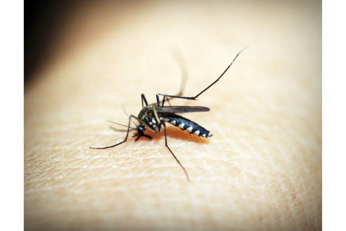 Allarme zanzare, la pianta che hai in casa che le attira (e non è il basilico)