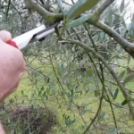 Non potare mai queste piante a fine estate se non vuoi rovinarle per sempre