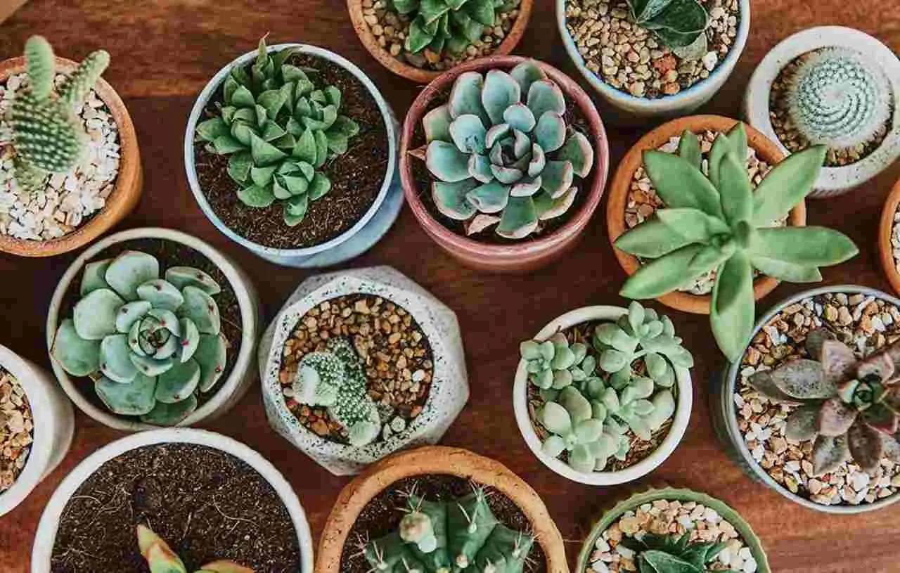 Le tue piante grasse stanno morendo? L’errore di irrigazione che quasi tutti fanno