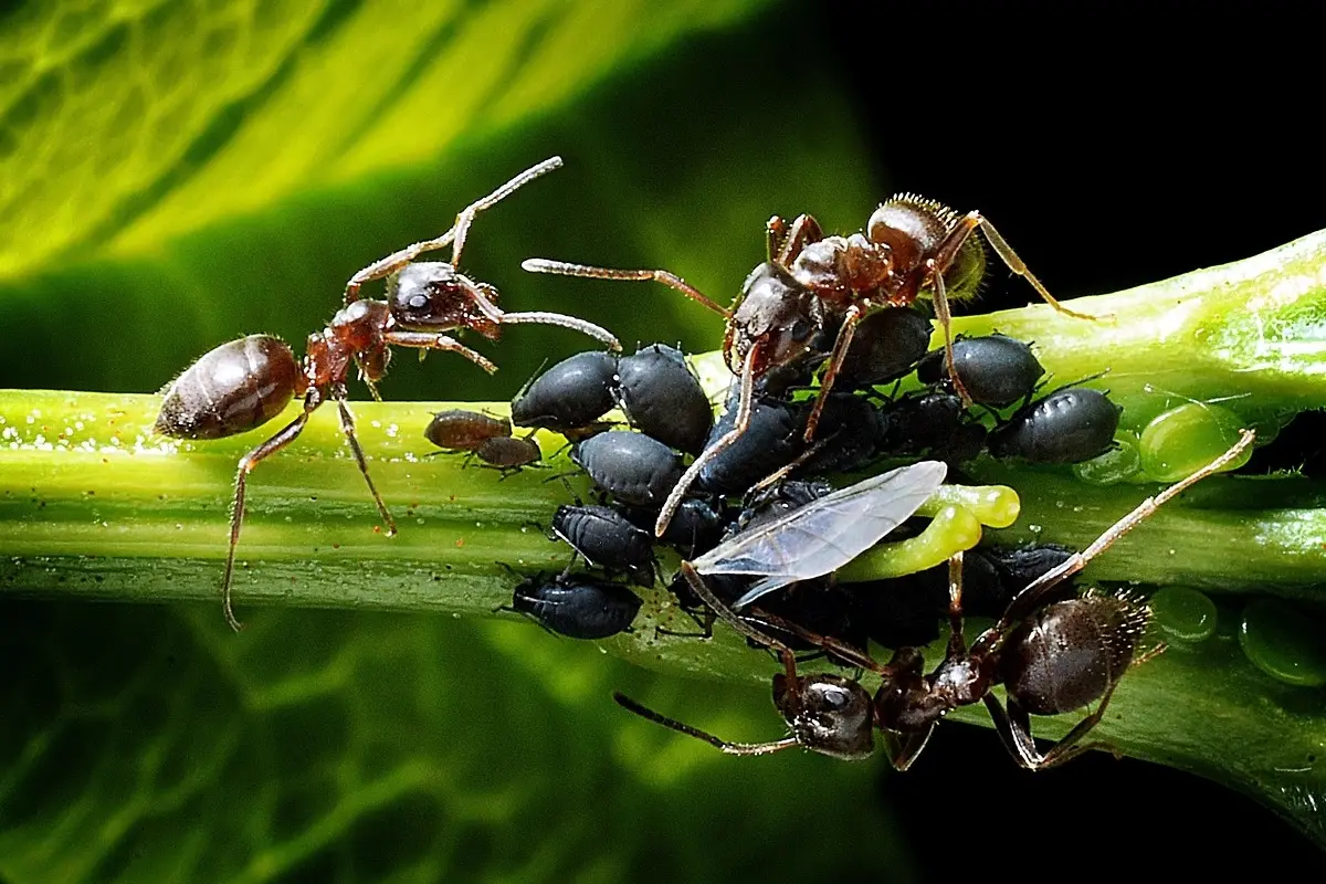 Addio formiche nell’orto, il rimedio naturale che le blocca senza usare veleni