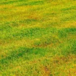 Prato giallo e secco? L’errore che fai al mattino che lo sta bruciando vivo