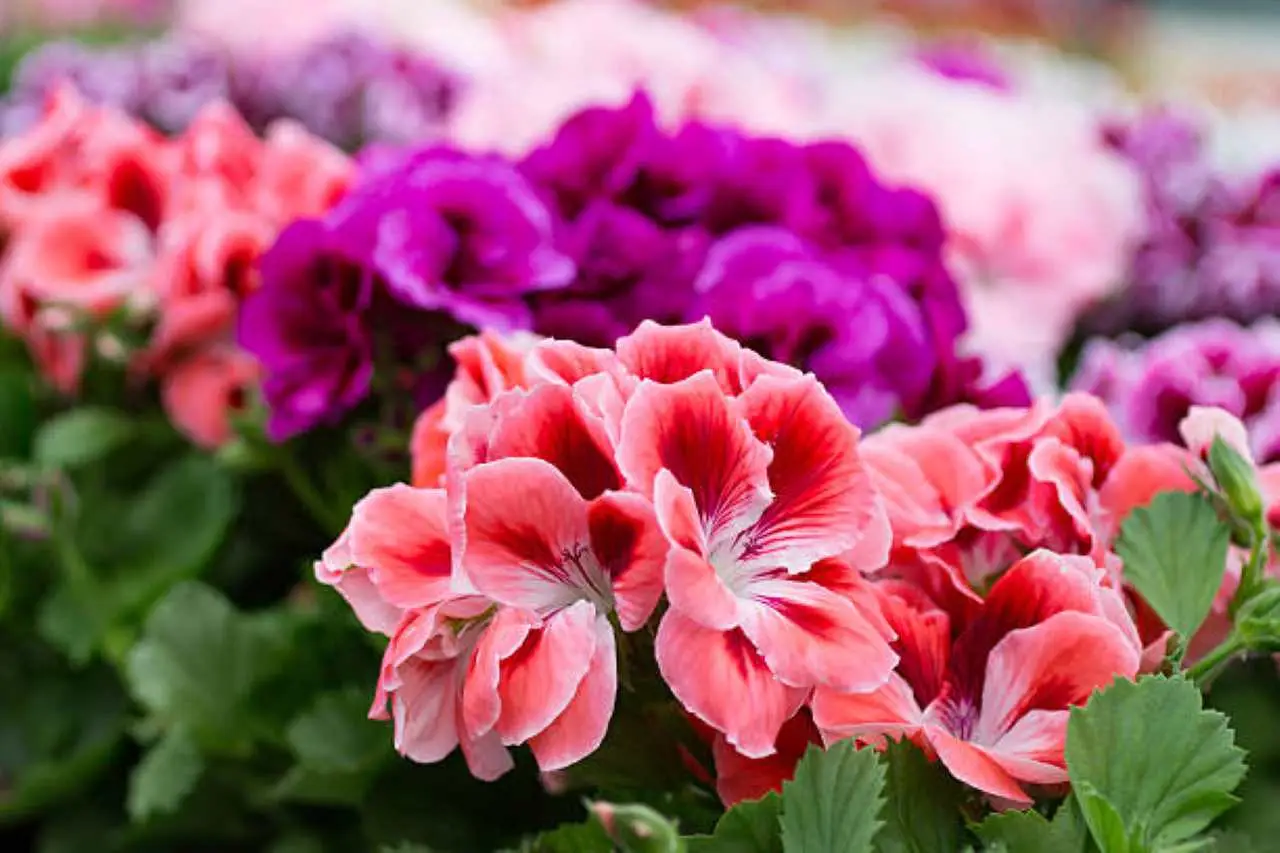Gerani, il trucco del caffè per averli fioriti e coloratissimi fino a novembre