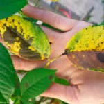 Se le foglie della tua pianta hanno macchie gialle, ha bisogno urgentemente di questo