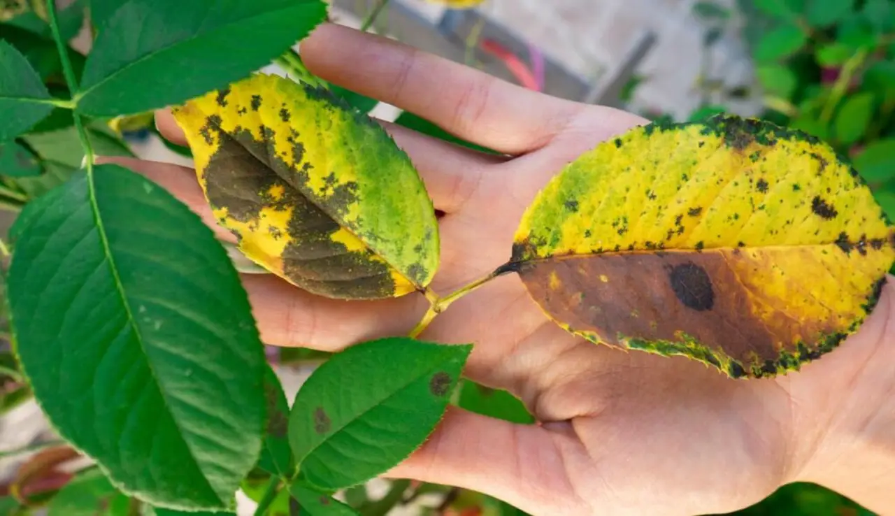 Se le foglie della tua pianta hanno macchie gialle, ha bisogno urgentemente di questo