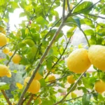 Il tuo limone non fa frutti? Il segreto sta tutto in questo dettaglio del terreno