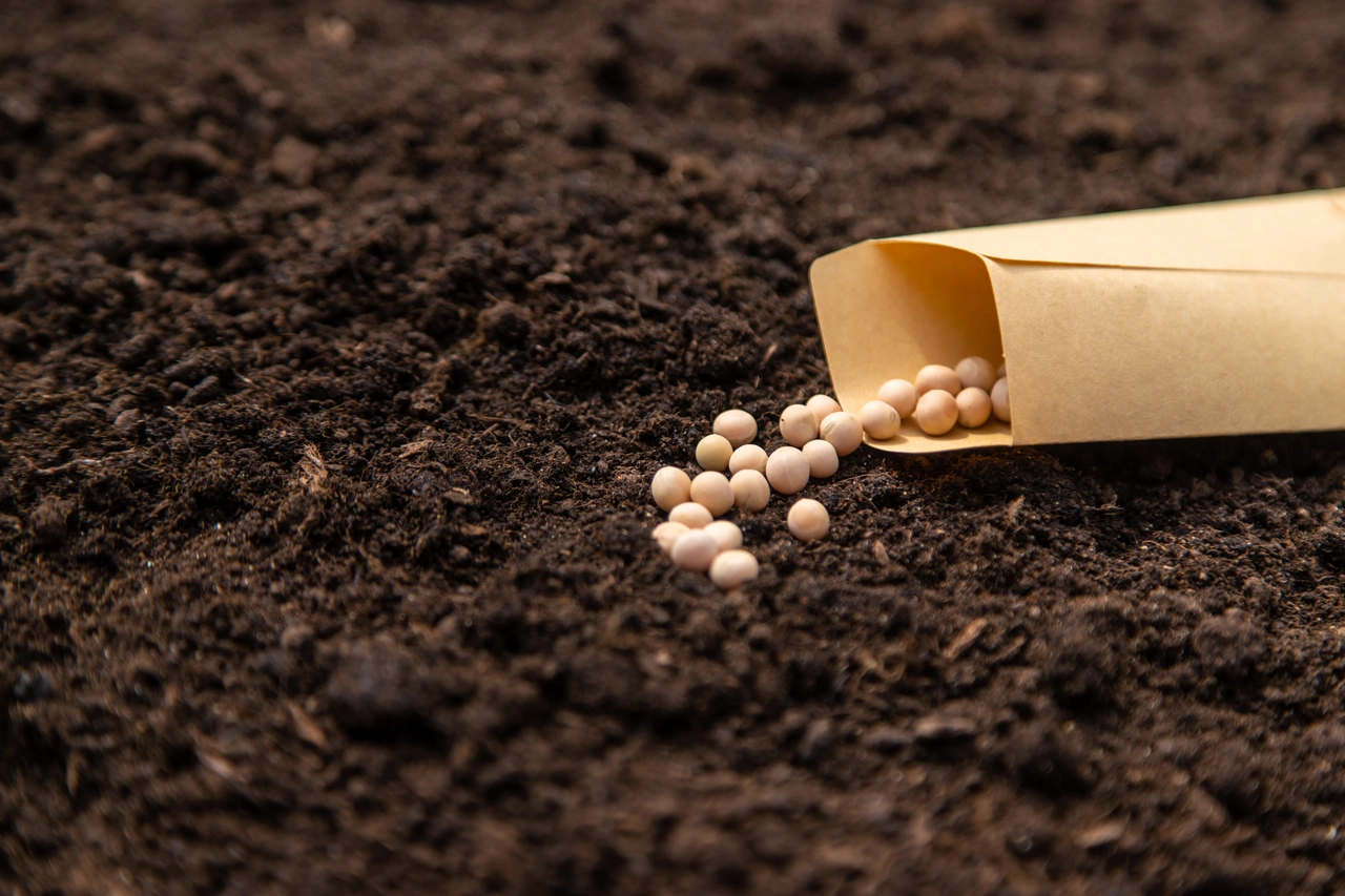 Ricevi bustine di semi in regalo o all’ortofrutta? Ecco cosa piantare subito per non perderli