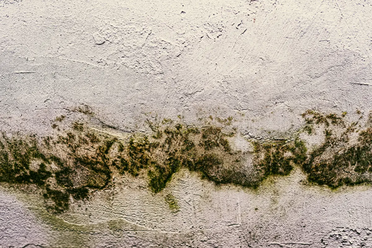 Muffa in una casa in affitto: ecco chi deve pagare per rimuoverla davvero
