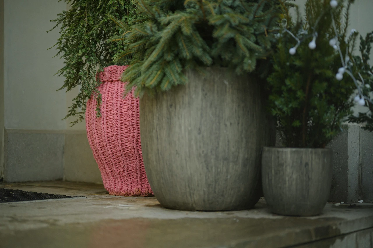 Non piantare questo nei vasi alti esterni: ecco le specie più resistenti e decorative