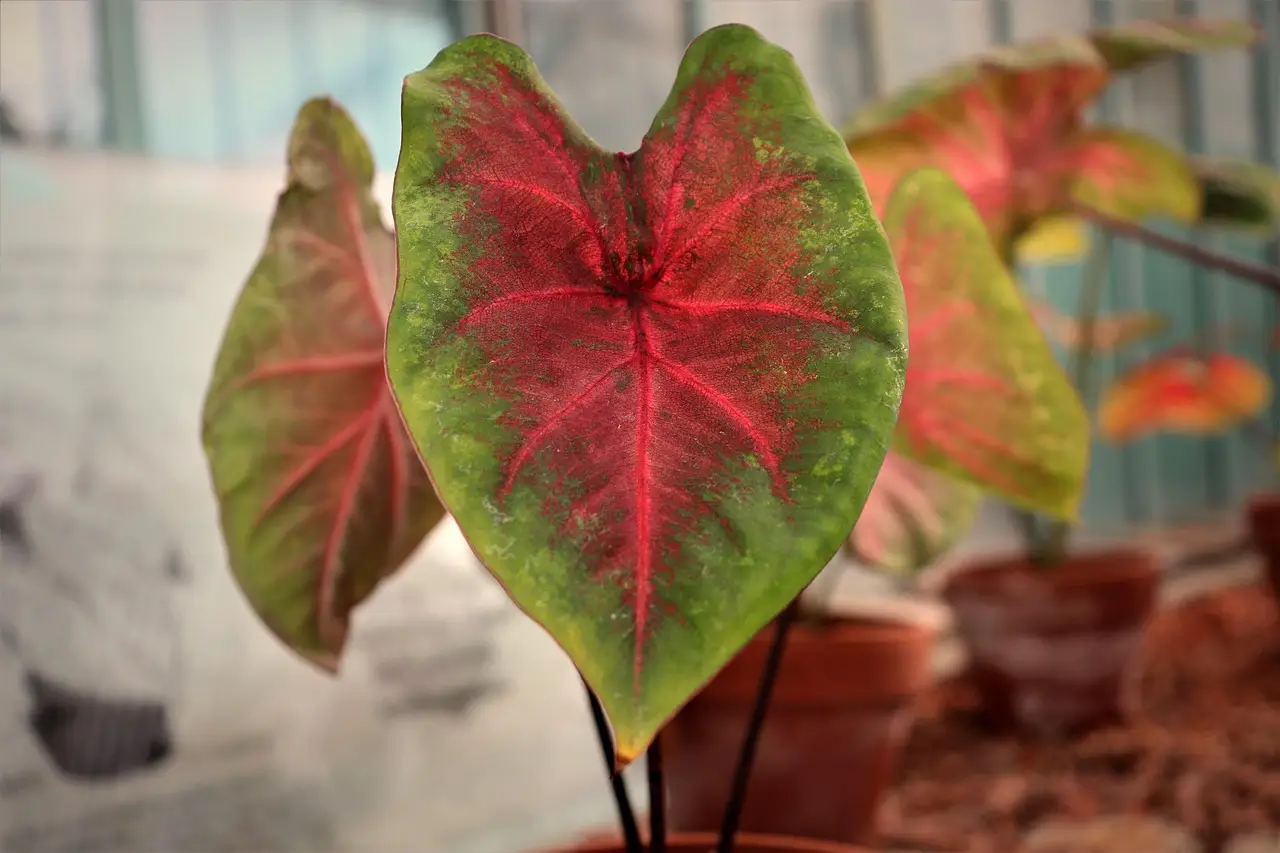 La pianta di coleus: la più facile da coltivare per avere mille colori anche in ombra