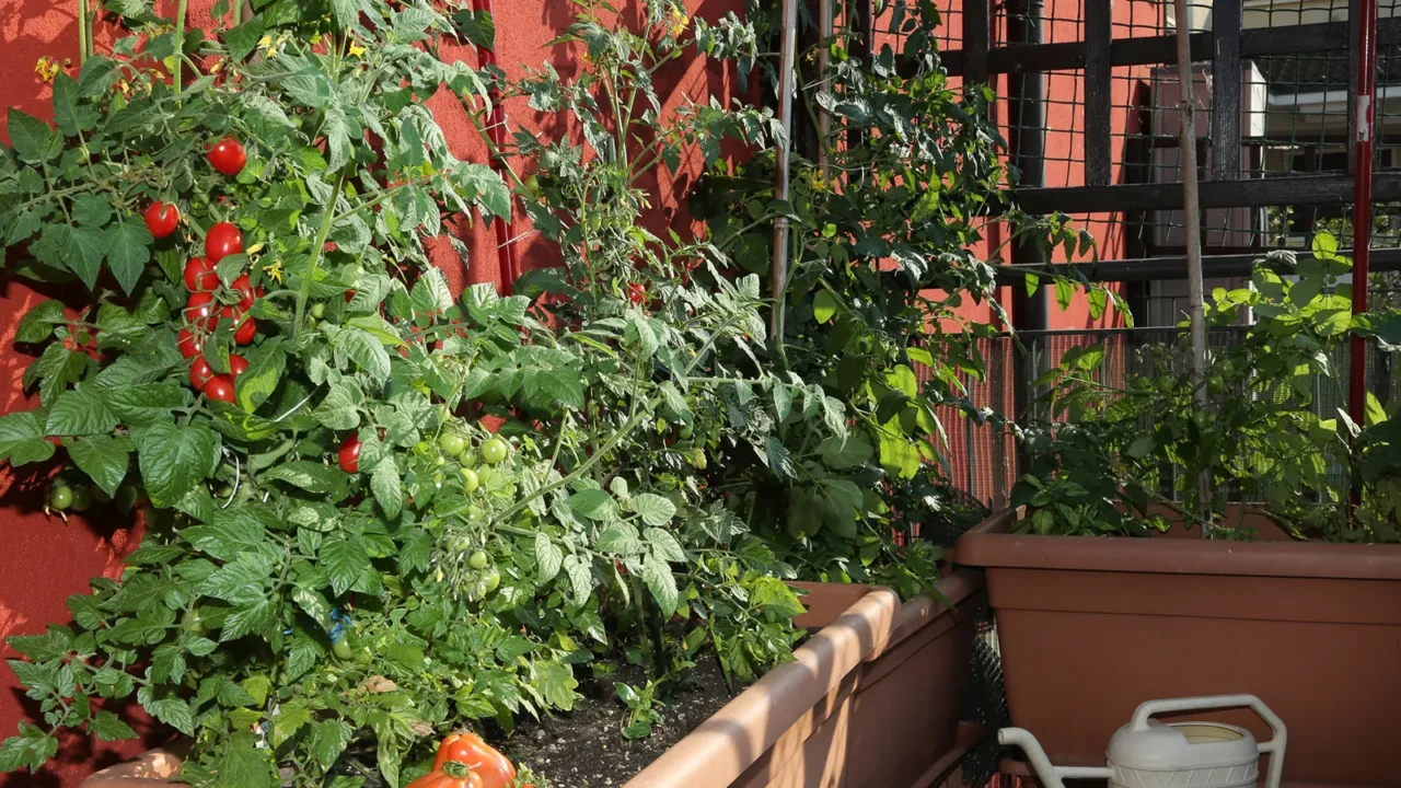 I tuoi pomodori stanno marcendo o si ammalano? Ecco le cause e come salvarli subito