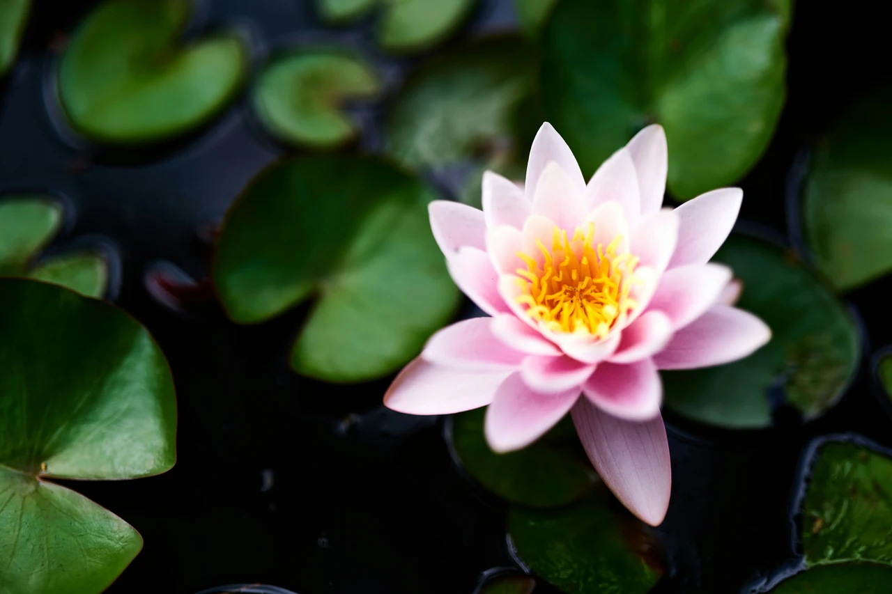 Non è solo raro, è spettacolare: ecco il fiore incredibile che in pochi conoscono