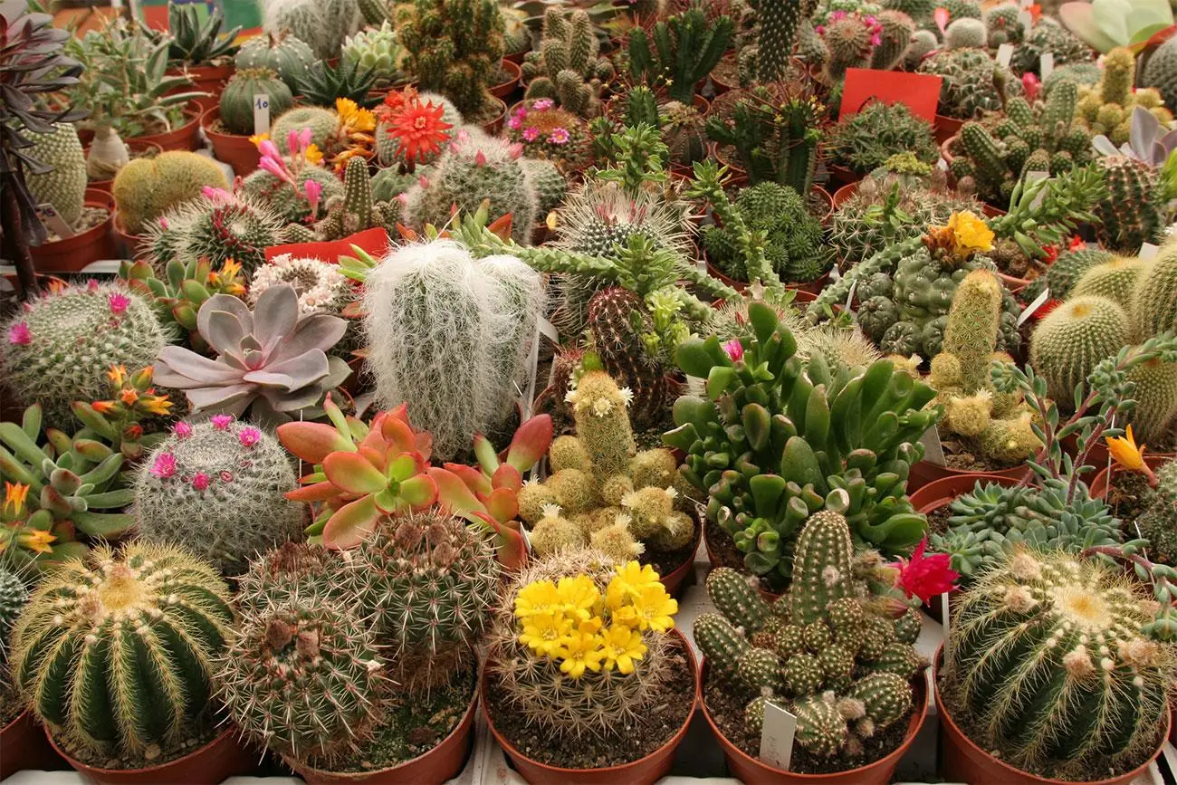 Il metodo ingegnoso per innaffiare le piante grasse anche quando sei in vacanza