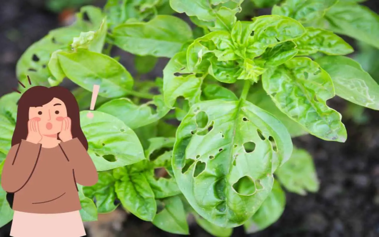 La tua pianta con le foglie bucate sta soffrendo? Ecco l’errore comune che la sta uccidendo