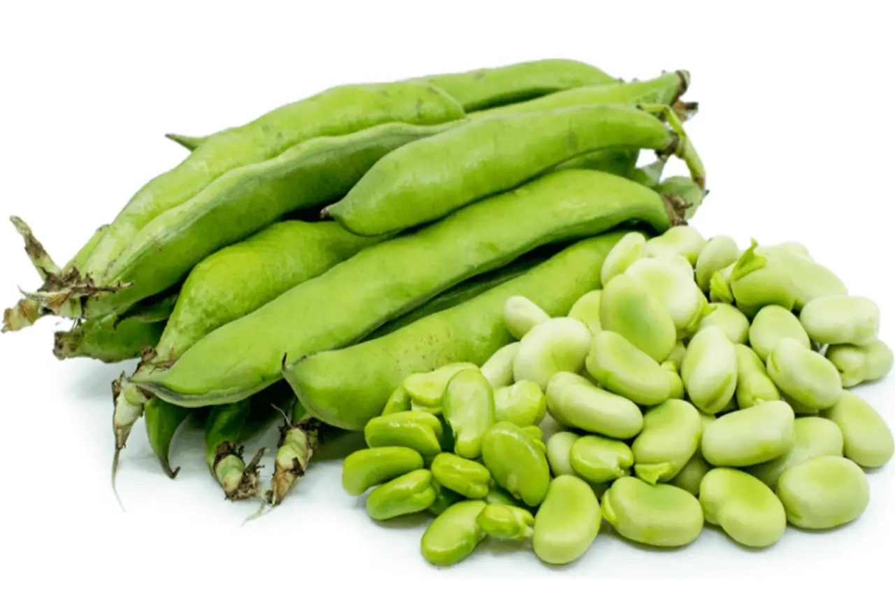 Piantare le fave nel periodo sbagliato? Ecco l’errore che metà degli ortolani commette