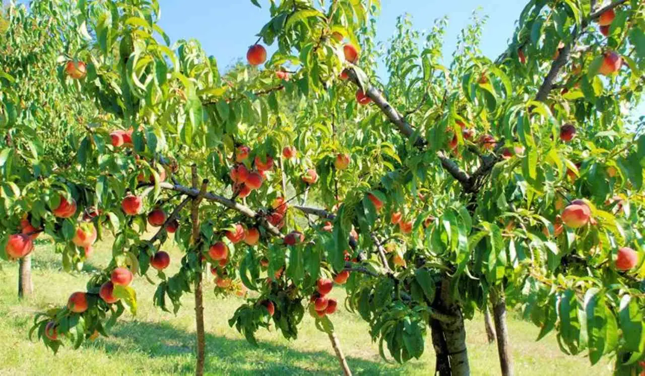 Vuoi frutta in fretta? Ecco gli alberi da frutto che crescono più velocemente in assoluto