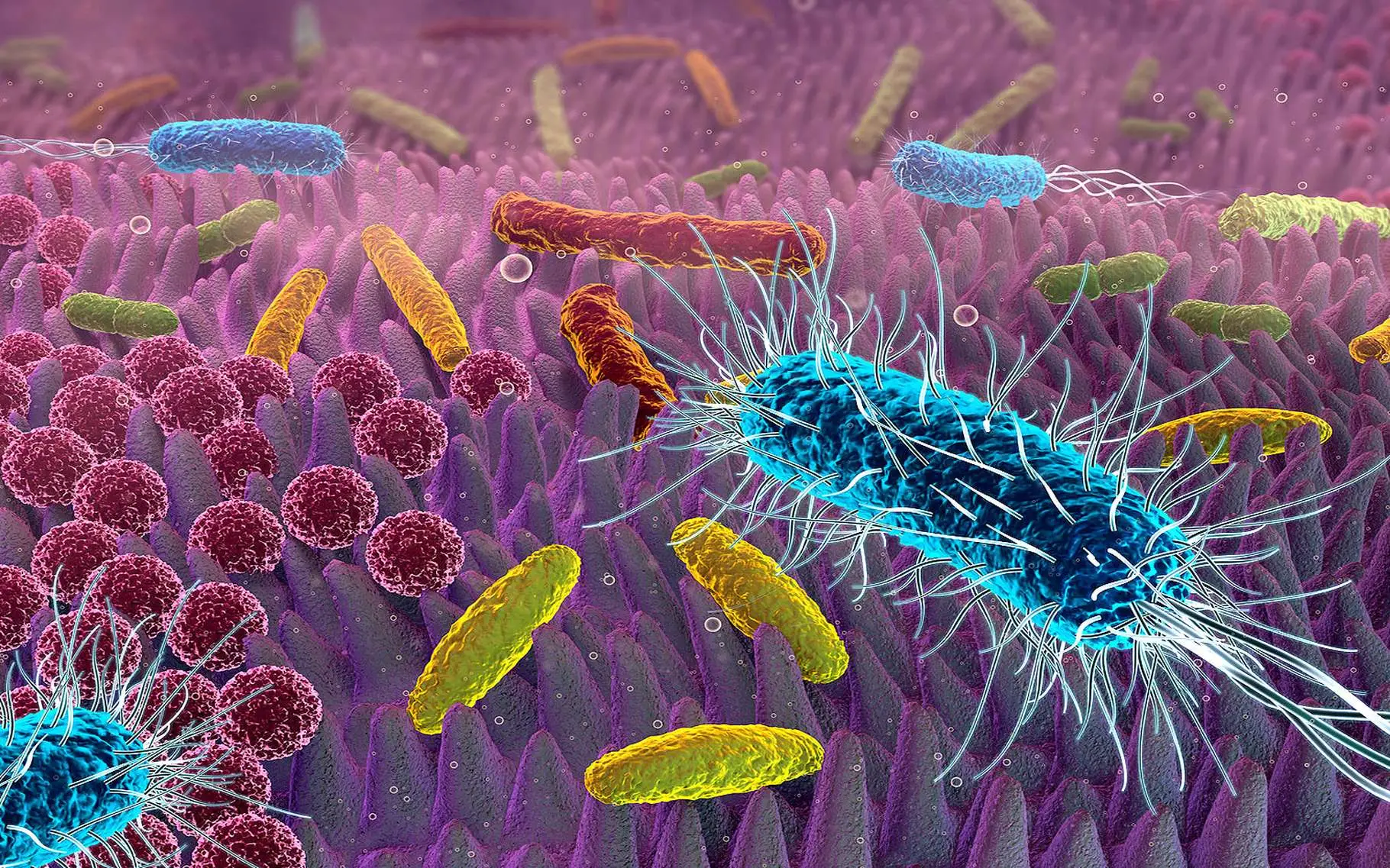 Allerta Escherichia coli in cucina: ecco l’unico metodo sicuro per eliminare i batteri