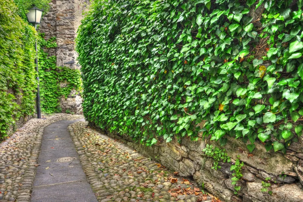 Cerchi una pianta rampicante sempre fiorita? Ecco la più resistente al mondo che cresce velocemente
