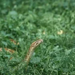 Allarme bisce in giardino: ecco cosa le attira e come eliminare il problema