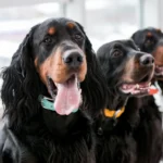 Attenzione se hai più cani in casa: ecco il numero massimo consentito dalla legge