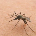 Stanco degli insetti? Ecco l’unica cosa che funziona davvero contro zanzare, tafani e moscerini