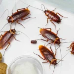 Usi la candeggina contro le blatte? Ecco la verità shock su cosa succede davvero