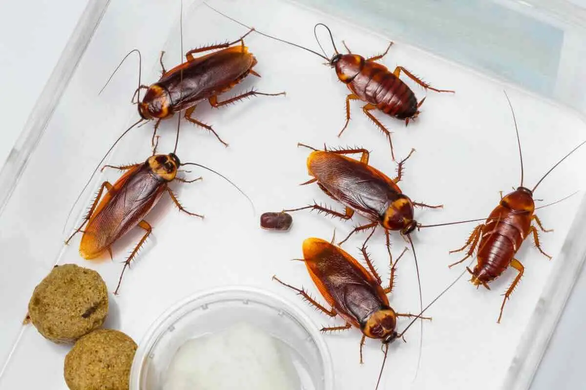 Usi la candeggina contro le blatte? Ecco la verità shock su cosa succede davvero