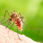 L’odore naturale che più detestano le zanzare: usalo subito per non essere punto