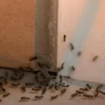 Invasione di formiche? Ecco l’odore comune che le fa fuggire immediatamente