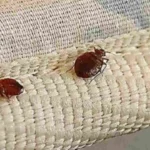 Allarme blatte nel letto? Ecco perché succede e come evitarlo subito