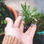 Rosmarino in camera da letto: l’effetto è sorprendente, non ci crederai