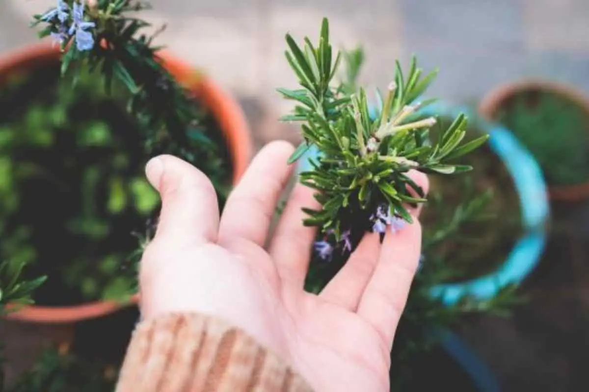 Rosmarino in camera da letto: l’effetto è sorprendente, non ci crederai
