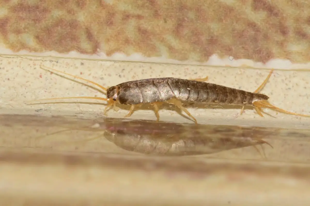 Gli errori che li attirano: quali comportamenti casalinghi favoriscono i pesciolini d’argento